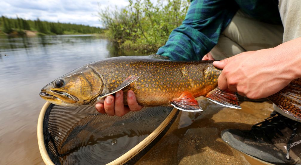 Une grosse omble de fontaine dans les main d'un pêcheur