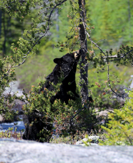 Un ours noir qui mange dans un arbre.