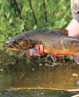 Omble de fontaine (truite mouchetée)
