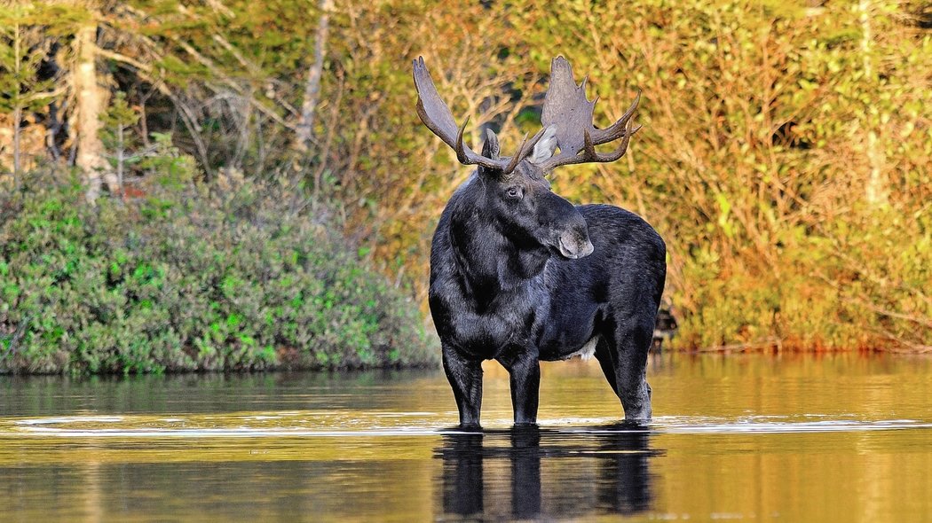 Un orignal dans l'eau en automne