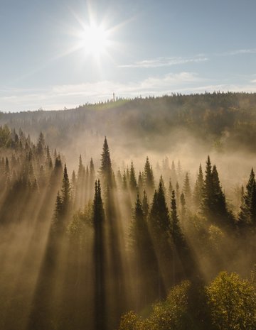 Brouillard sur la forêt