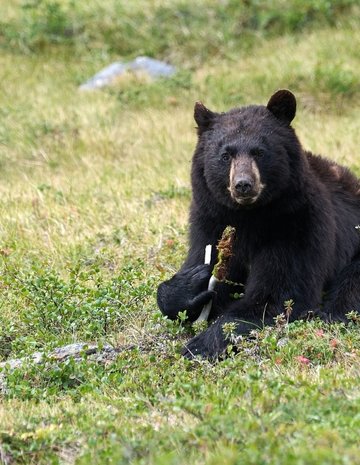 Un ours dans l'herbe