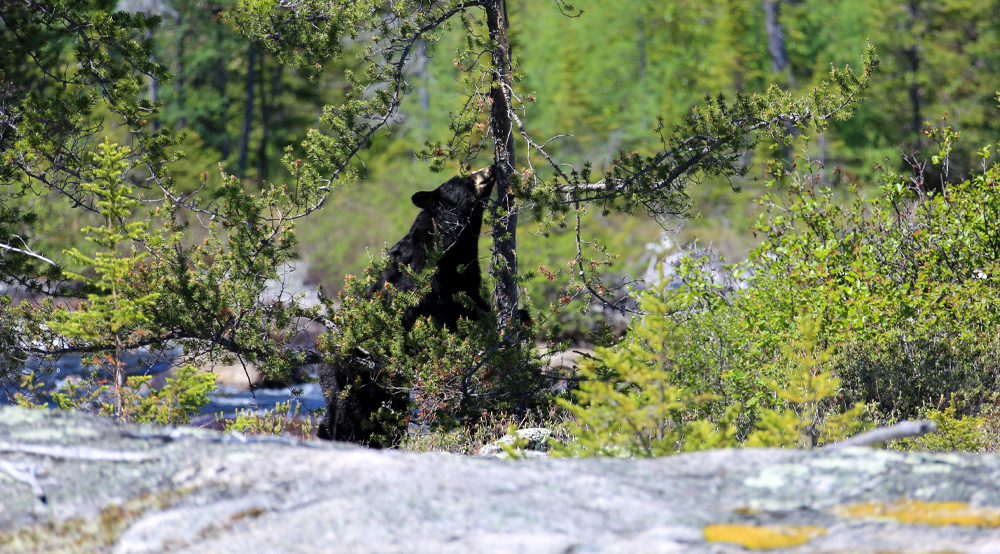 Un ours dans la forêt